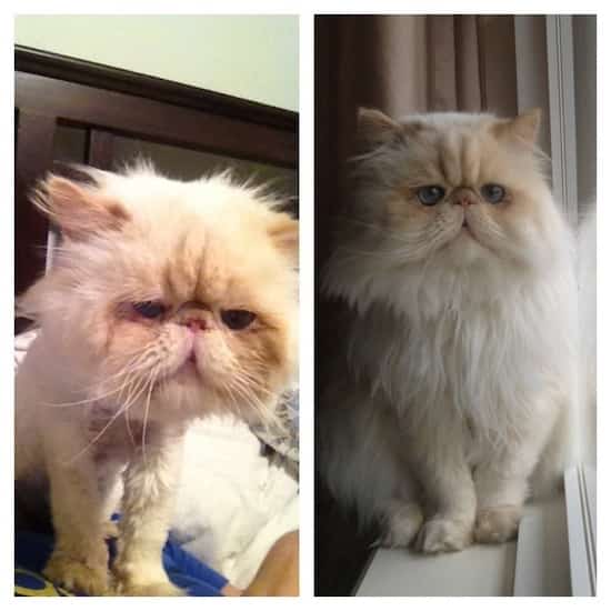 chat persan creme
