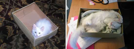 chat blanc dans boite