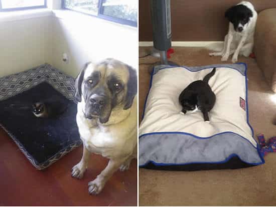 chien délogé par un chat dans on panier