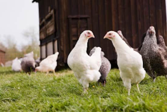 Que signifie réellement élevé en liberté ?