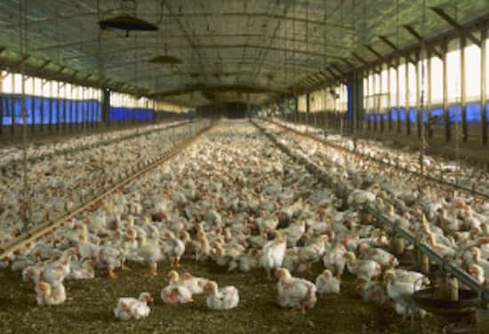 Voici dans quel environnement évoluent les poules qui pondent des œufs de poules élevées en plein air.
