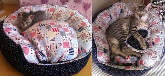chat dans panier trop grand et trop petit