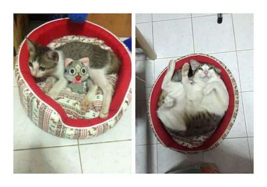 chat dans panier trop petit