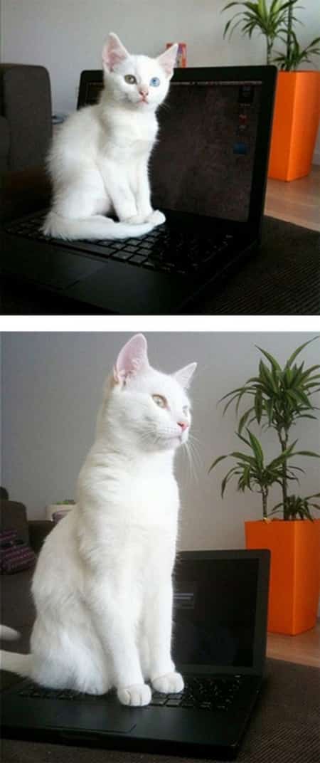 bébé chat blanc sur ordinateur