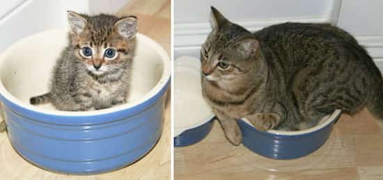 chat gris dans a gamelle