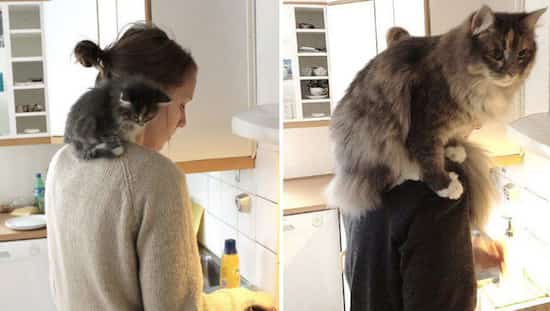 énorme chat sur épaule de sa maitresse
