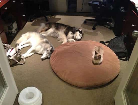 2 chiens hors du panier à cause d'un chat