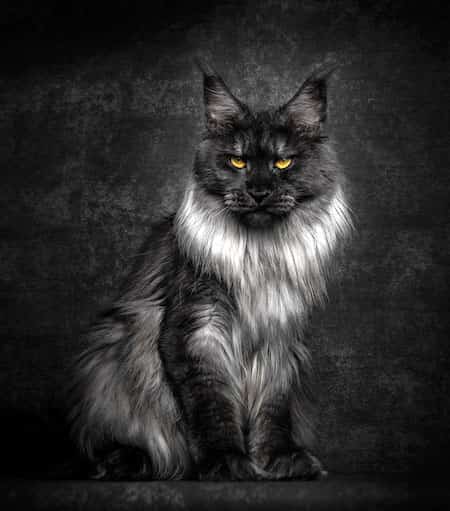 12 Portraits Majestueux D Un Chat Mythique Et Rare Le Maine Coon