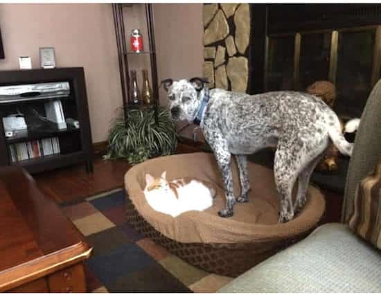 chien et chat partagent leur panier