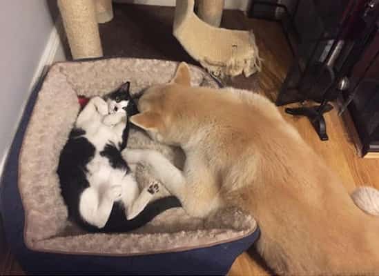 un chat pique le panier du chien