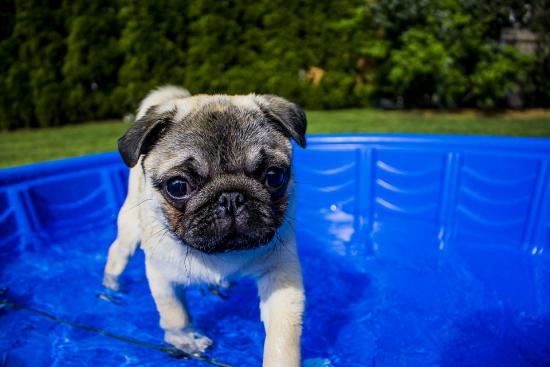 ne rafraichissez pas votre chien avec de l'eau trop froide