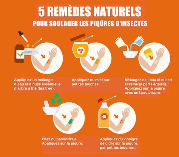 Les 5 remèdes naturels contre les piqûres d'insectes à l'efficacité redoutable.