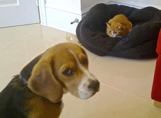 chien de chasse face à un chat dans son panier