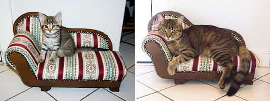 chat sur petit canapé