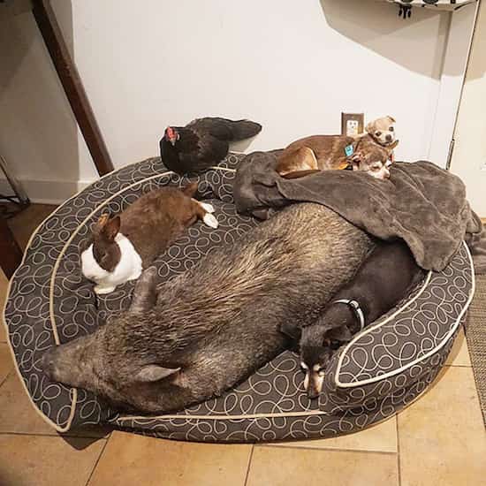 chiens lapins cochons poules adoptés pour être sauvés