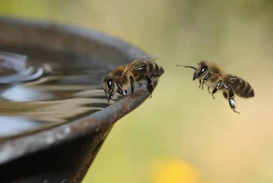 Abeilles en train de boire de l'eau