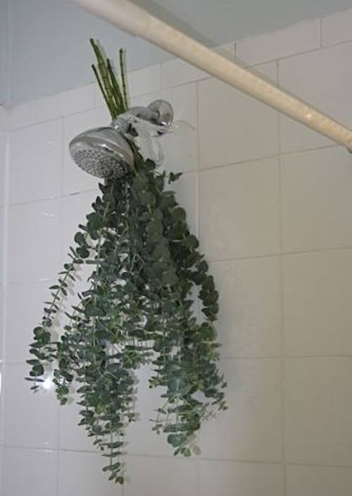 Pour un parfum agréable dans la douche, accrochez de l'ecalyptus.