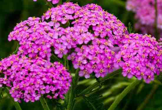 l'achilée résiste à la sécheresse