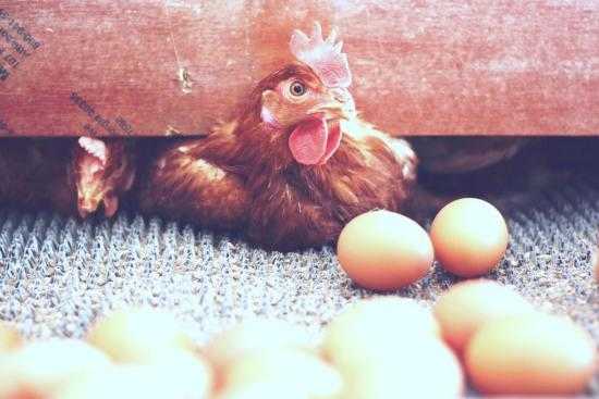 adopter une poule pour avoir des oeufs