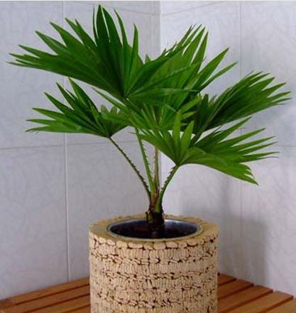 puriliez l'air intérieur avec des plantes