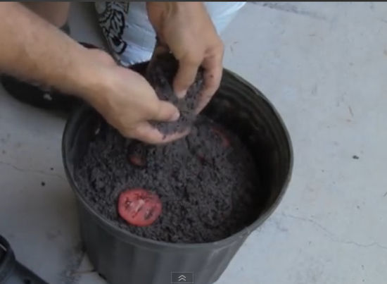 Ajouter de la terre par-dessus les tranches tomates