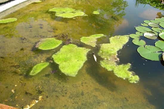 lutter contre les algues dans les étangs