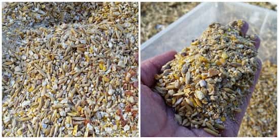 grains bio pour les poules