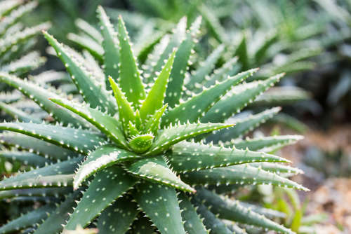 aloe vera ameliore sante