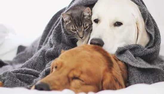 histoire d'amitié entre chiens et chats