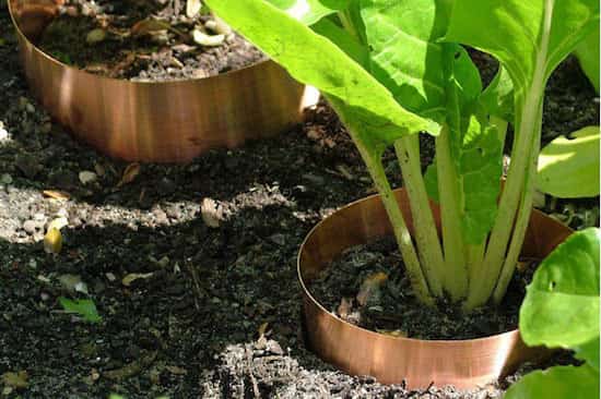 anneau de cuivre anti limaces