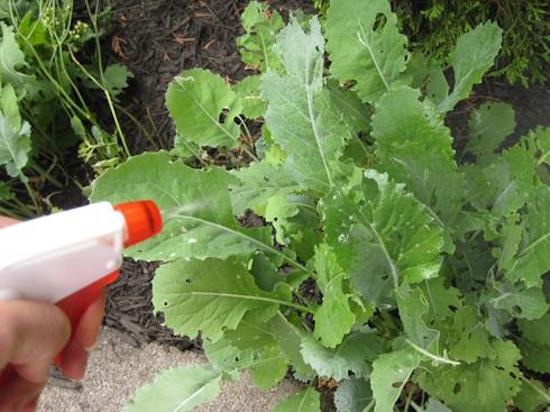faire un insecticide pour plante avec restes de savon