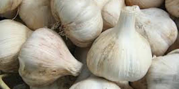 Did you know that growing garlic keeps mosquitoes away?