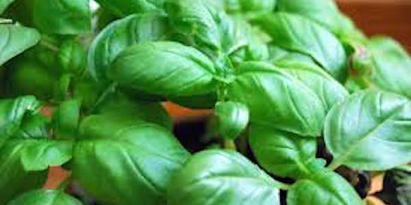 Did you know that basil can also repel mosquitoes?
