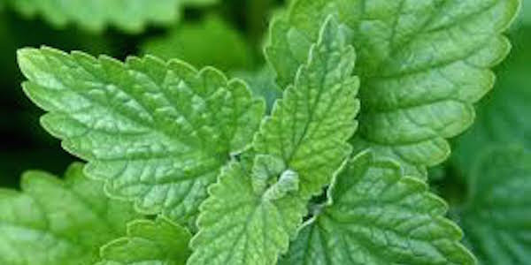 Catnip gives off an odor that repels mosquitoes.