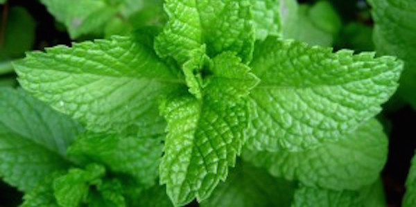 Peppermint smells good and repels mosquitoes.