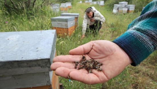 les apiculteurs sont inquiets