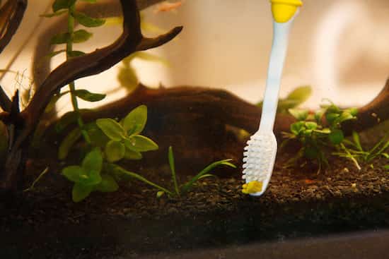 nettoyer algues dans aquarium