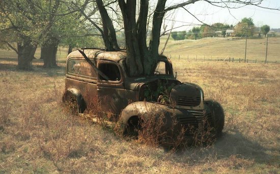 arbre pousse dans voiture abandonnée