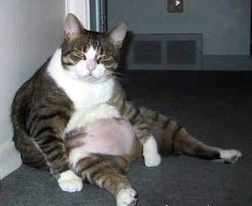 Arreter de trop manger 