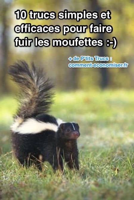 astuces pour faire fuir les moufettes