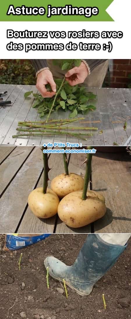 Une super astuce de jardinage est d'utiliser des pommes de terre pour faire bouturer les rosiers.