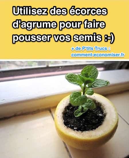 Une bonne astuce de jardinage est d'utiliser des agrumes pour faire pousser vos semis et vos plants.