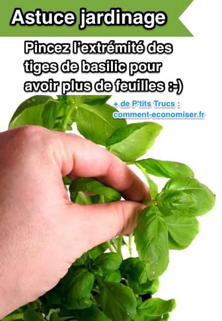 Pour augmenter le nombre de feuilles sur votre basilic, l'astuce est de pincer l'extrémité des tiges.