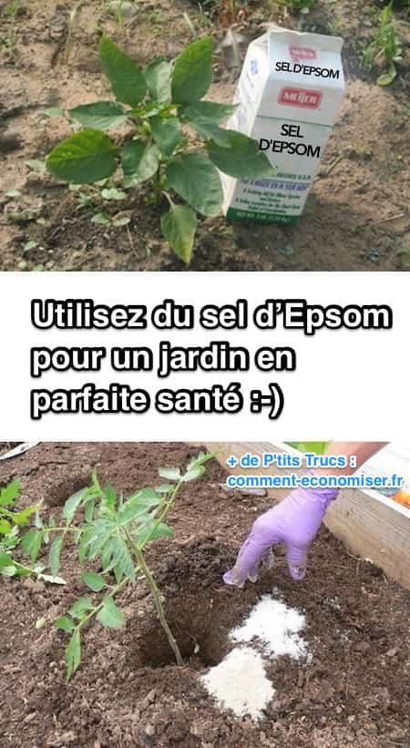 Le sel d'Epsom ou sulfate de magnésium est excellent pour la santé de vos plantes.
