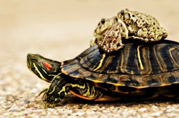 taxi supplément bagage