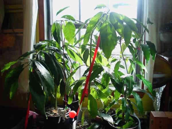 Abacate na janela com muitas folhas