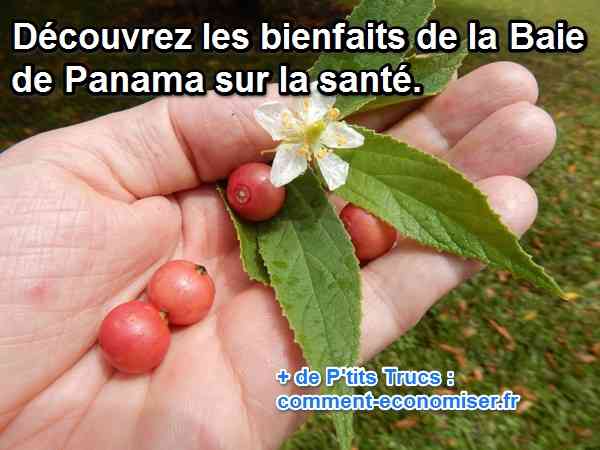 baie de Panama fruit bon pour la santé diabète, goutte, cardiaque