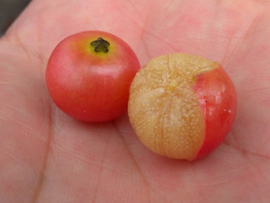 baie Panama kerson fruit bon pour santé en infusion incident cardiaque anti douleur