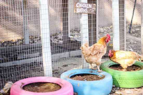 poules aiment se rouler dans poussière anti parasites poux