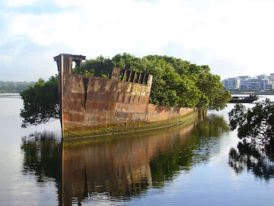 bateau abandonnée arbre pousse dessus